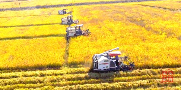 南洲稻虾米600x300 3.jpg