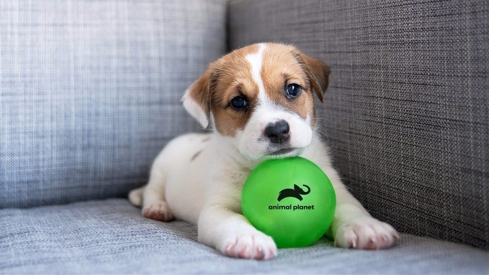 动物星球频道推出新标志logo